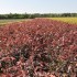 Fagus sylvatica 'Atropurpurea' 125-150 cm vanaf november leverbaar